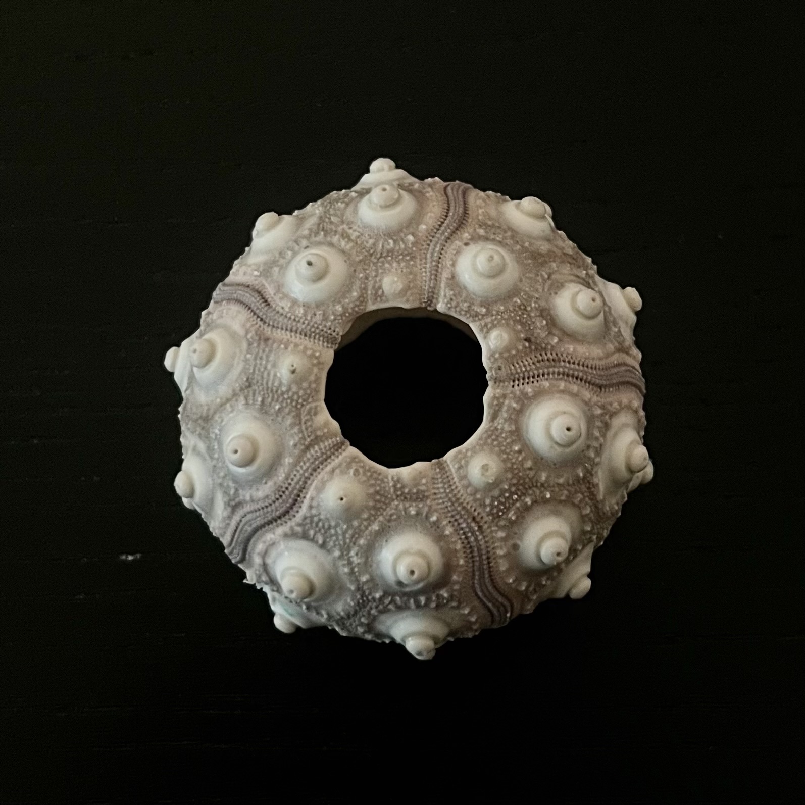 Original Object - Sea Urchin 2024